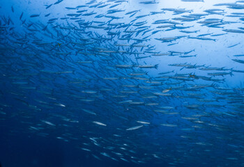 Underwater blue ocean full of barracudas during a scuba dive trip