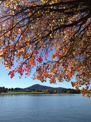 autumn trees on the lake