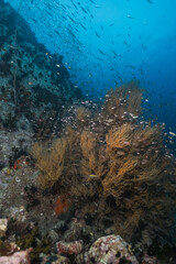Naklejka na ściany i meble Underwater blue ocean over a garden hard coral reef
