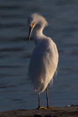 Close-up of a snowy egret perched in beautiful light