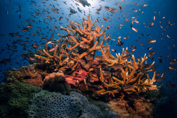 hard coral reef and diver anemona great barrier reef