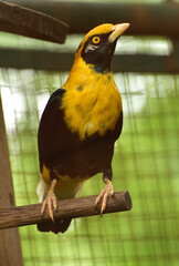 Mino anais, The golden myna is a species of starling in the family Sturnidae and endemic  found in...