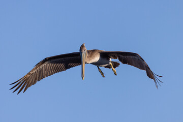 Brown pelican flying, seen in the wild in North California