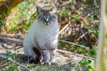 Portrait of a cat with blue eyes (Ojos azules). Wildlife photography. 