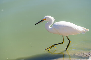 Snowy egret (Egretta thula) walks in shallow water. Birds of Northern California. 