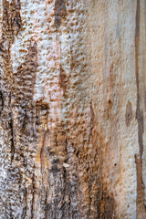 Colorful Eucalyptus bark background. Eucalyptus tree texture. 