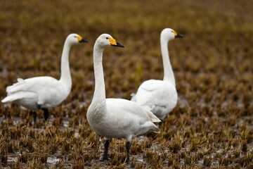 北からの冬の渡り鳥ハクチョウの群れ