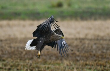 飛び立つ冬のシベリアからの渡り鳥オジロワシ