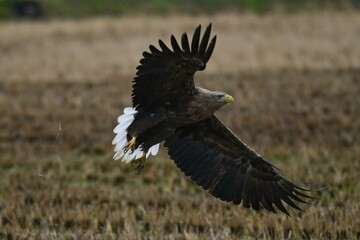 シベリアからの冬の渡り鳥オジロワシの飛び立ち