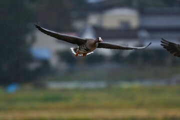 羽ばたく北からの冬の渡り鳥マガン