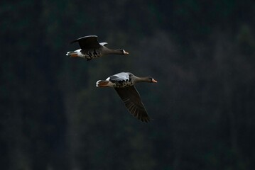 里山に渡ってきた冬の渡り鳥マガンの羽ばたき
