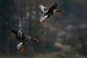 舞い降りる北からの渡り鳥マガンの夫婦