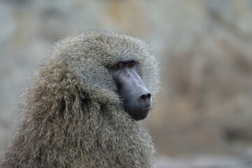 Monkey looking over shoulder