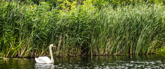 Swan swimming next to reed © Kacper