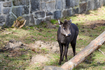 Tufted deer posing