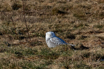 The snowy owl ( Bubo scandiacus) on the shores of lake Michigan