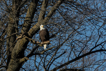 The bald eagle (Haliaeetus leucocephalus) sitting on a tree on Lake Michigan
