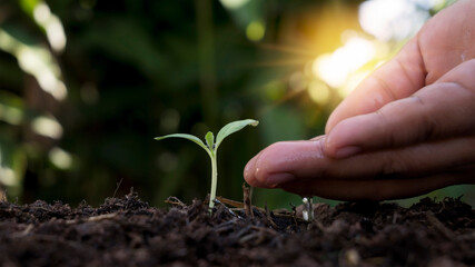 Farmer watering plants by hand, soil-plant growth ideas, and plant care.