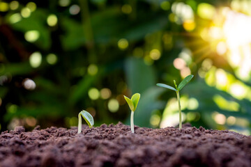 The growth and development of plants or trees growing from the soil on green nature obscure the concept of environmental conservation.