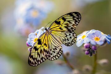 Macro shots, Beautiful nature scene. Closeup beautiful butterfly sitting on the flower in a summer garden.