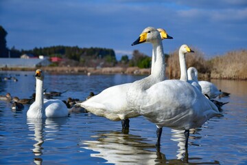 北からの冬の使者オオハクチョウとオナガガモ