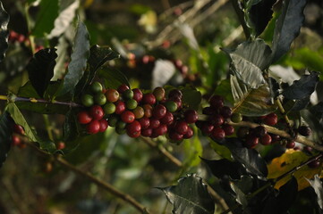 Coffee plants are suitable as a background for menus, etc