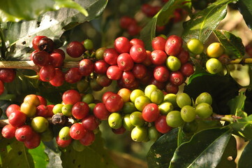 Coffee plants are suitable as a background for menus, etc