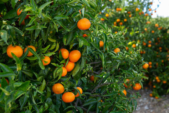 Orchard - ripe tangerines on a branch in the garden. High quality photo