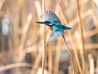 冬のカワセミの羽ばたき