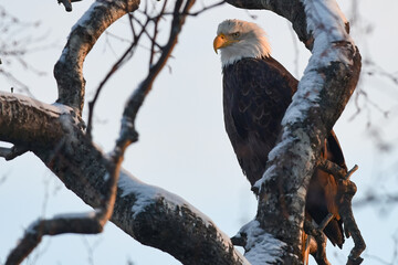 Bald eagle perched in a tree at sunset.