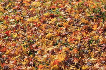 紅葉した「モミジ」の落葉が覆う地面