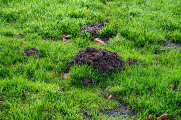 Fresh pile of dirt from a mole hole in a lush green lawn covered with early morning dew
