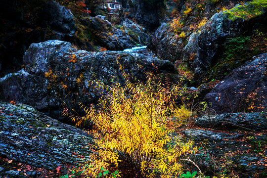 「巻き簀」の画像 13,017 件の Stock 写真、ベクターおよびビデオ Adobe Stock