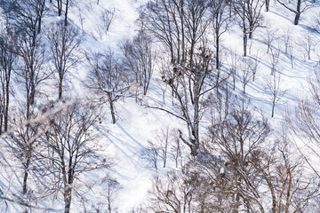 ブナの巨木　信州鍋倉山の森太郎

