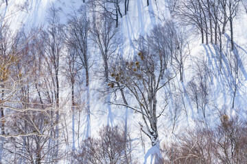 ブナの巨木　信州鍋倉山の森太郎

