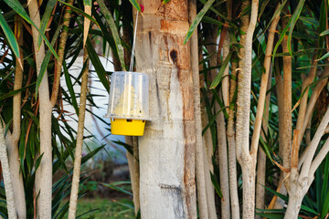 The insect trap for flies of yellow plastic hangs on a tree against a background of greenery