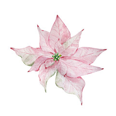 Watercolor winter illustration, delicate pink poinsettia flower