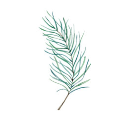 Watercolor illustration winter greenery, pine blue green branch