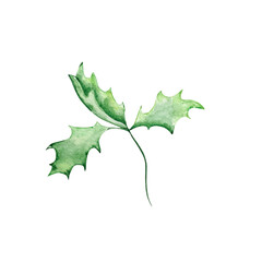 Watercolor illustration winter greenery, branch with holly leaves