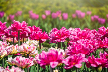 Beautiful pink and white tulips flower bed in the green spring garden