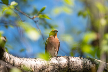Common chaffinch, Fringilla coelebs, sits on a branch in spring on green background. Common chaffinch in wildlife.