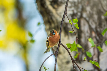 Common chaffinch, Fringilla coelebs, sits on a branch in spring on green background. Common chaffinch in wildlife.