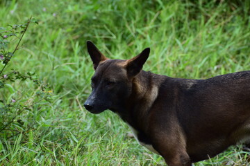 Hunting black dog in the forest 
