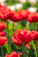 Colorful red tulips blossom in spring garden