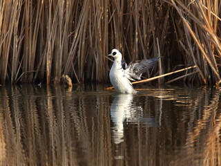 羽ばたく美しい白いかも,ミコアイサ