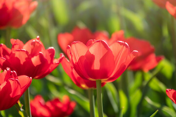 Colorful red tulips blossom in spring garden