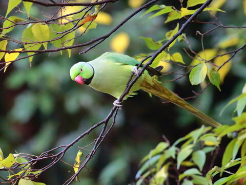 ワカケホンセイインコ Images Browse 71 Stock Photos Vectors And Video Adobe Stock