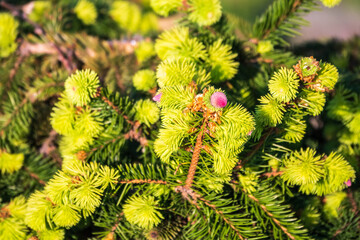 Fototapeta premium Young pink pine cones on Norway spruce Push branch. Latin name Picea abies Push. Beautiful spruce with short green needles.