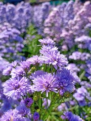 flowers in the garden