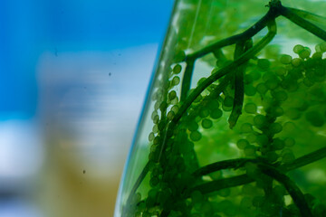 green alga laboratory research, alternative biofuel energy technology, biotechnology concept
